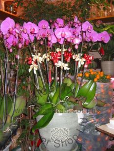 Orchid Phalaenopsis Gift Set - CODE 1103